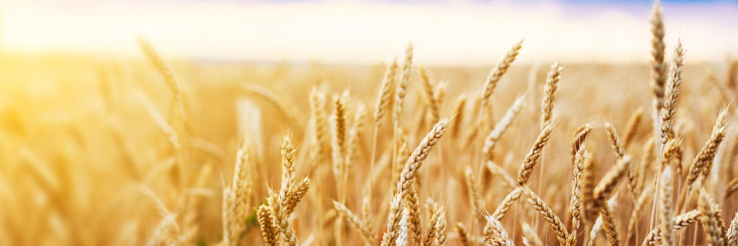Wheat with sun in background