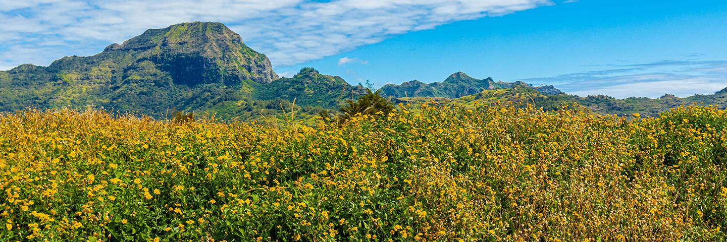 Field of flowers in Kaua’i.