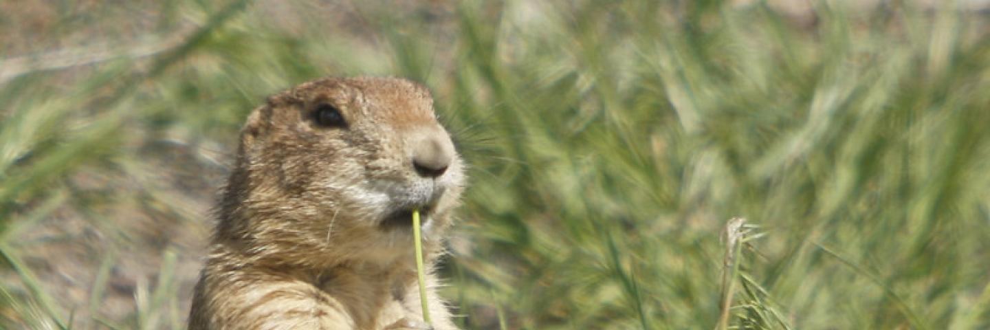 Prairie dog in grass eating a stem.