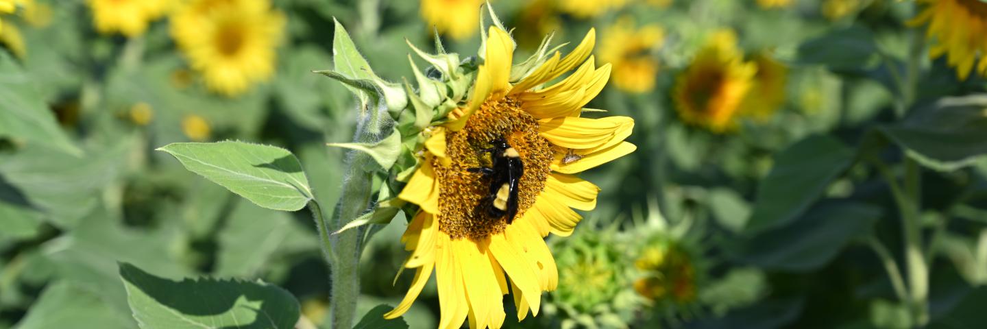 Bee on sunflower