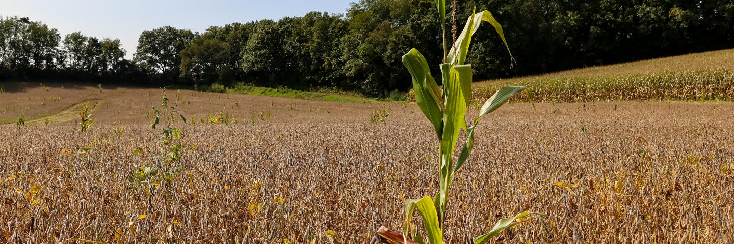 Corn stalk growing out of a soybean field.