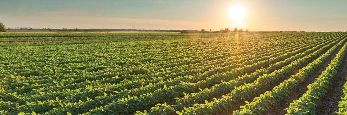 Row crops
