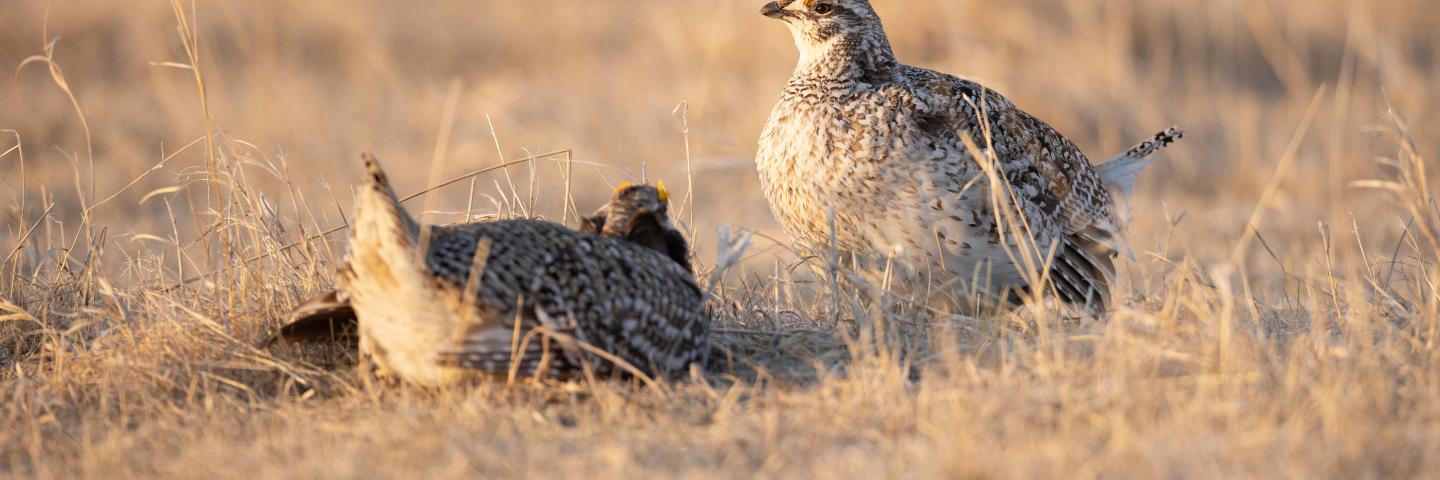 Sharptail Grouse during mating season