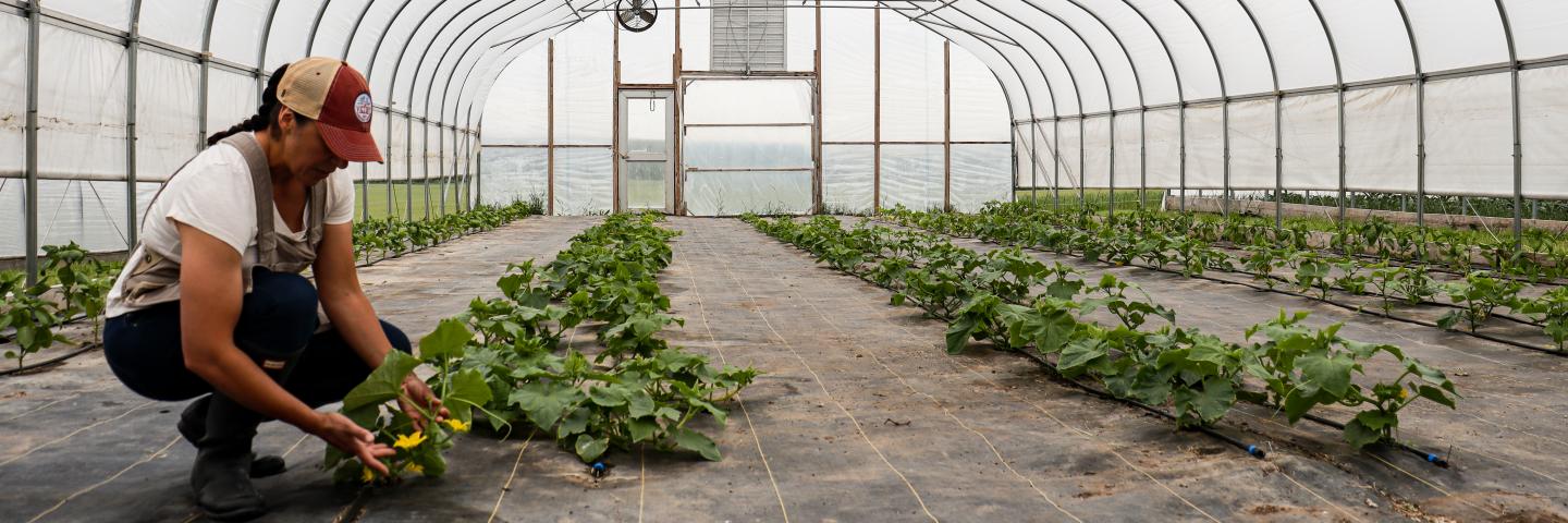 Woman tending to crops in a high tunnel