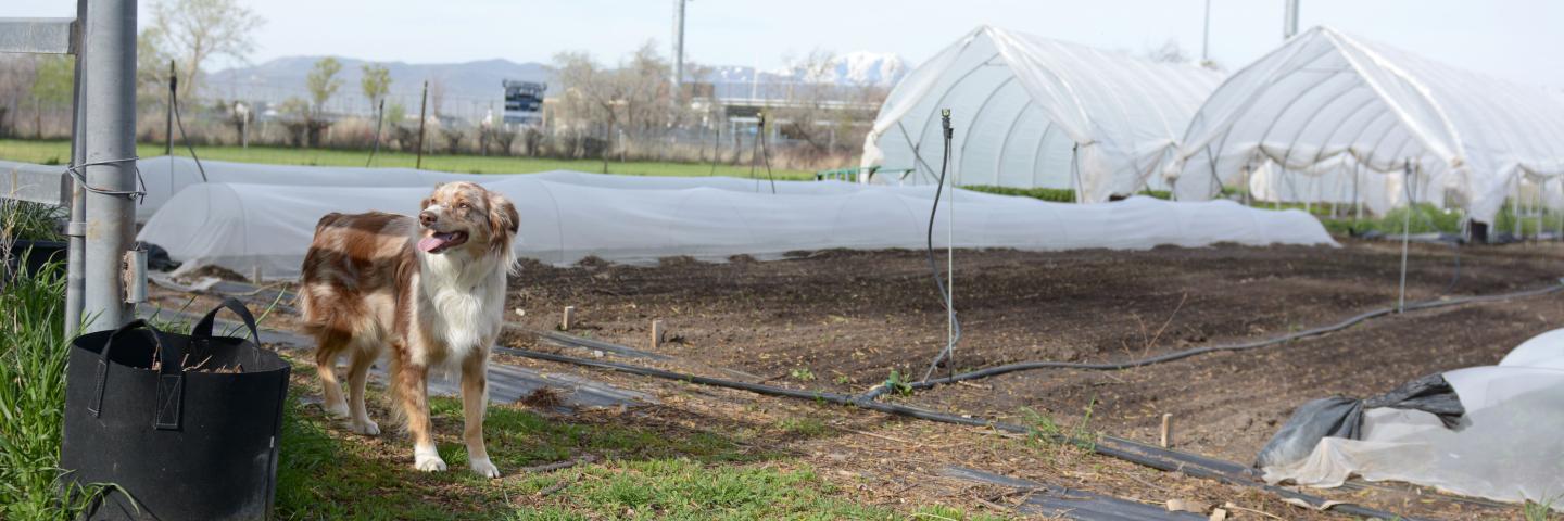 Dog near high tunnels at urban farm in Draper