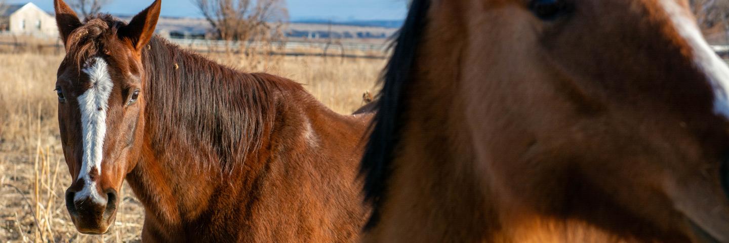 horses in a field