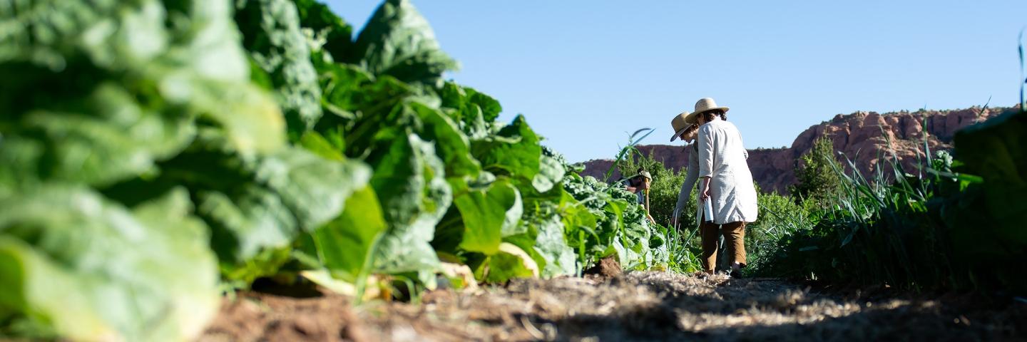 urban farm with people near row of lettuce in Moab