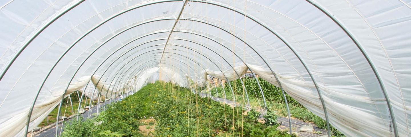 NRCS High Tunnel with tomatoes