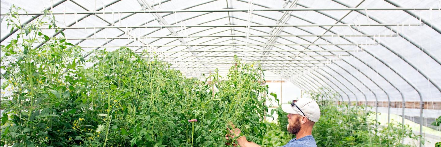 Farmer looks at vegetables in high tunnel