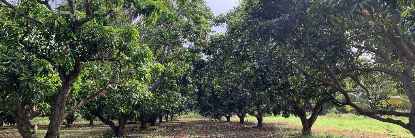 Photo of mango trees