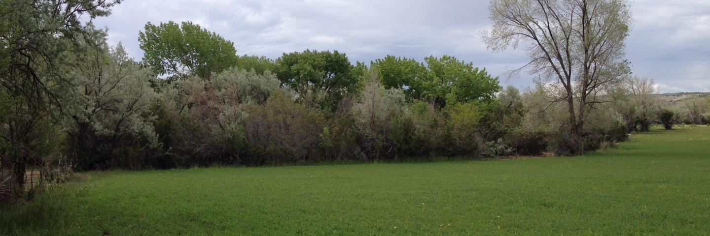 Russian Olives in Uintah Basin
