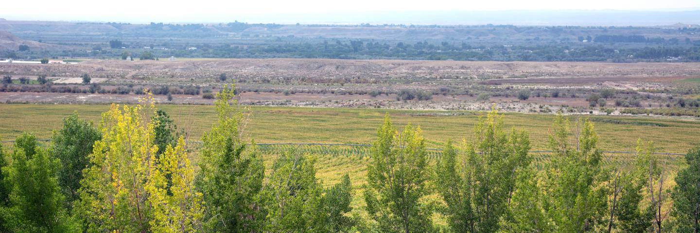 Trees in front of a field of corn in Vernal