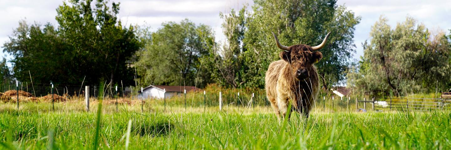 Highland cow in pasture