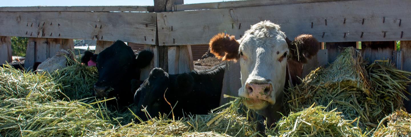 Cows eat at a ranch in Marysville