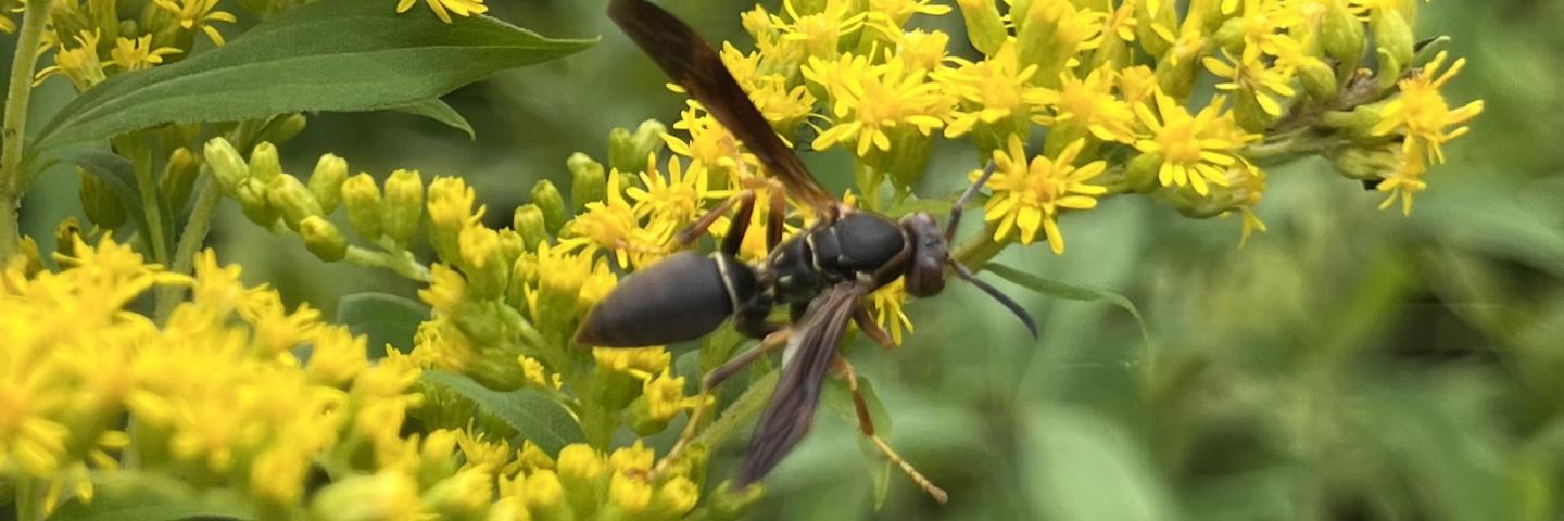 Wasp on solidago