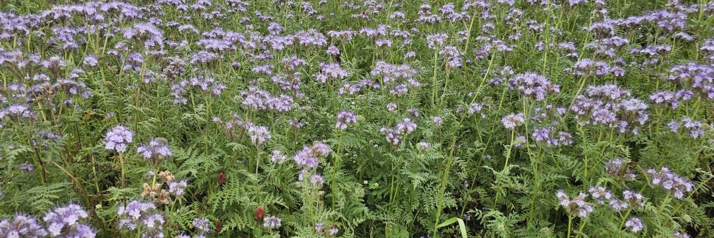 Cover crop AL