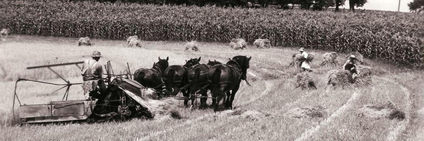 Minnesota Historic Photo of 4 Horses pulling a swather.