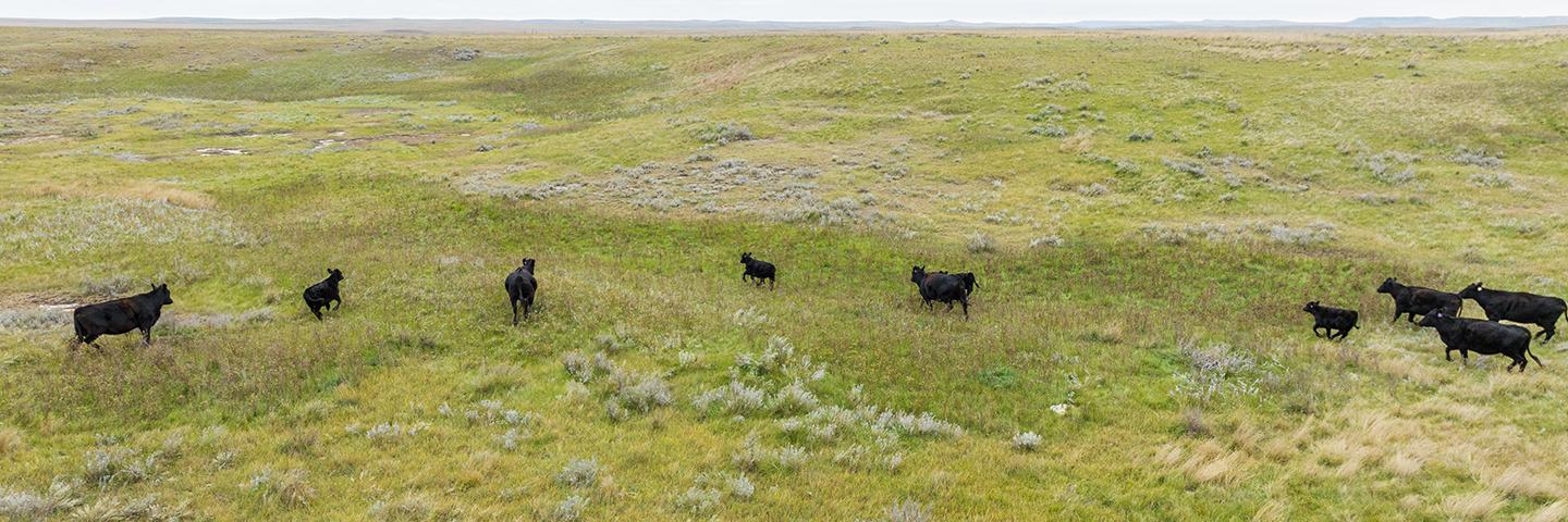 cows in pasture