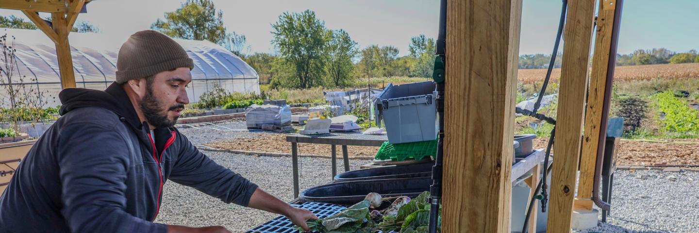 producer cleaning lettuce