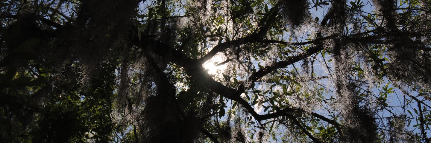 Sunlight coming through a tree with Spanish moss