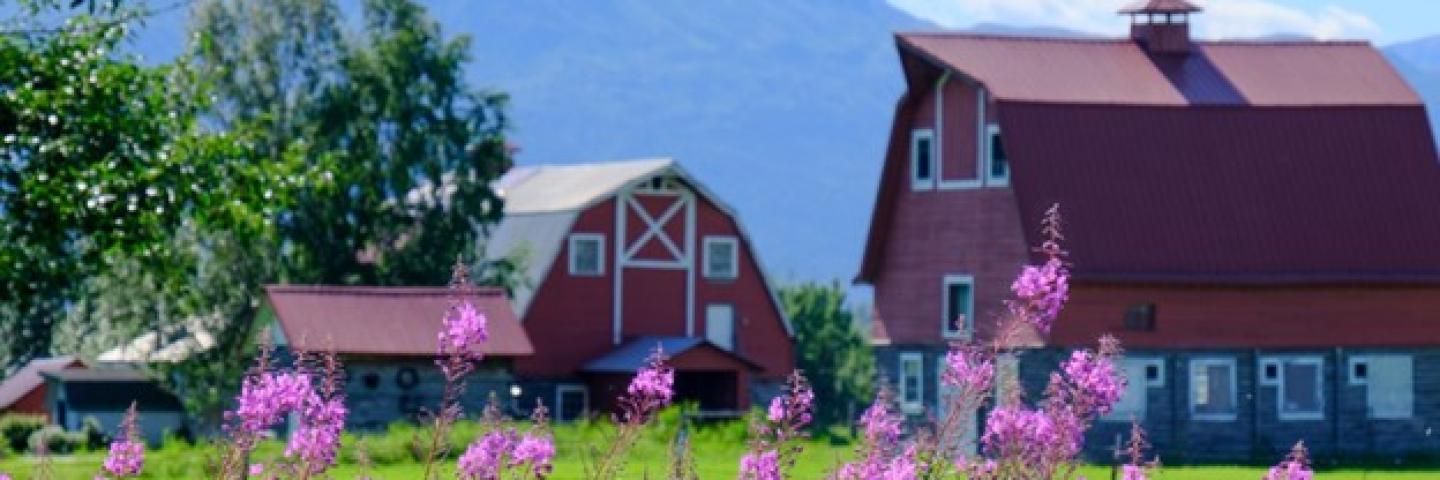 Bardn with fireweed in a field in Alaska