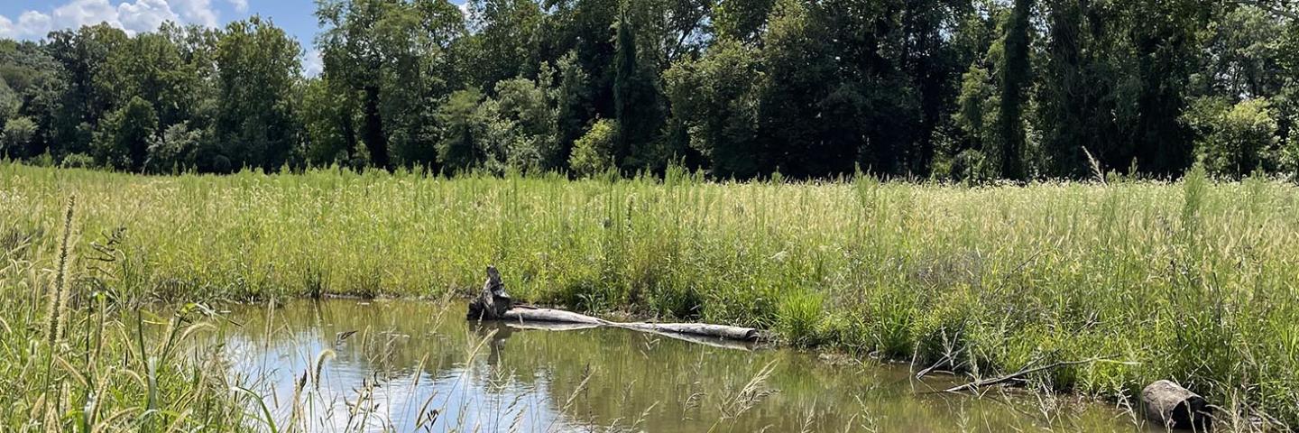 A 15-acre wetland was restored on a property in Lebanon County, PA.
