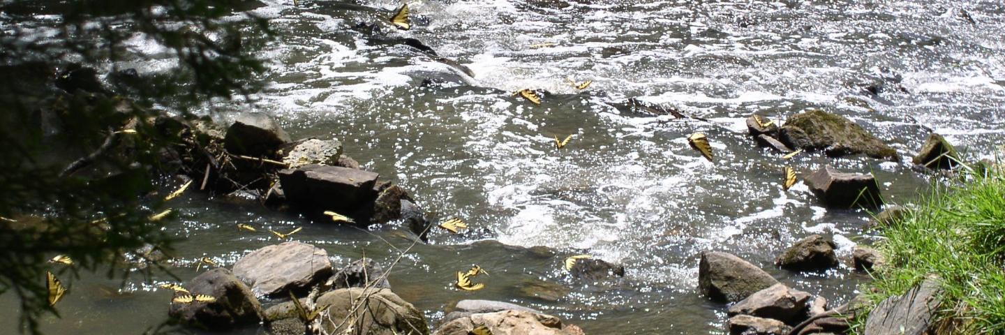 Georgia Stream with Butterflies