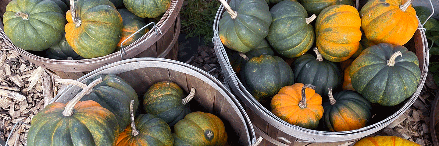 Pumpkins in baskets at farm stand in West Kingston, Rhode Island.