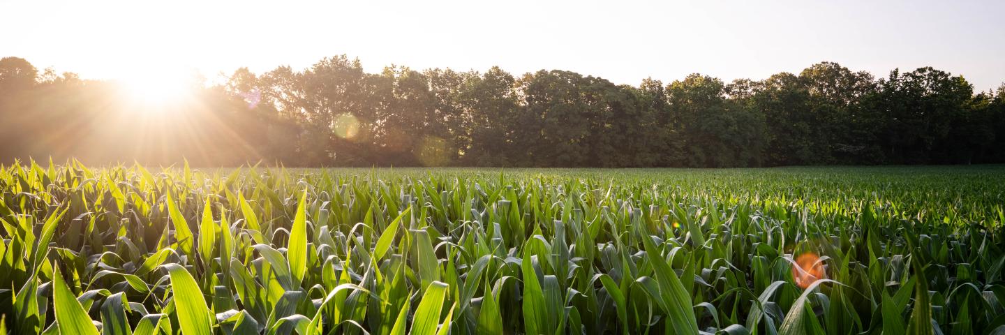 KY Cornfield Sunrise