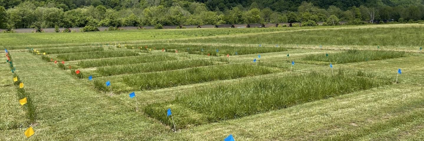 WV Plant Materials Center hayland test plot
