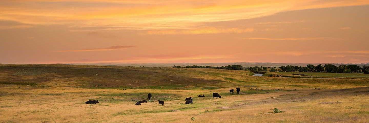Cows grazing in low hilly grassland under an orangey-pinkish cloudy sky near sunset