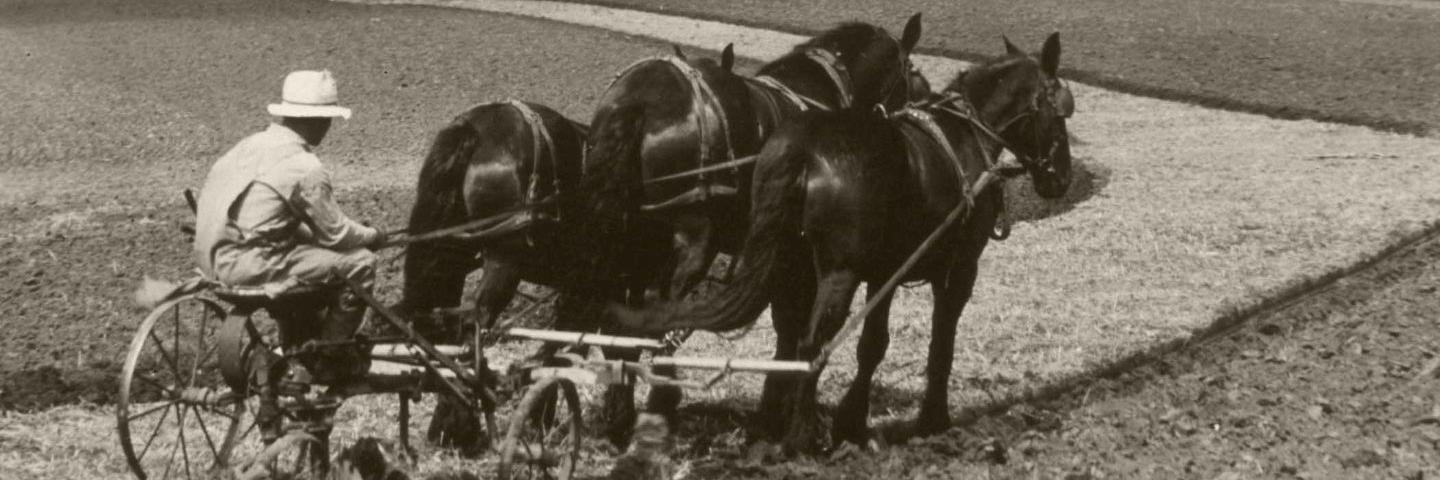Man on horse-driven plow, contour farming during the Dust Bowl