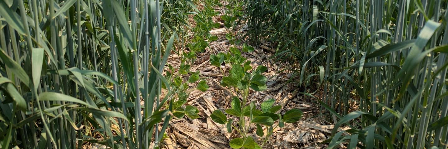 Winter cereal rye and soybeans growing together in a relay intercropping system