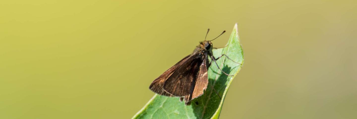 Butterfly on milkweed.