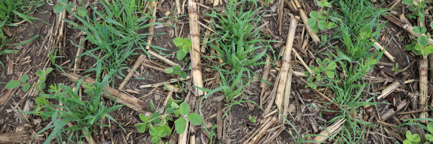 Close up photo of soybeans mixed with cover crop and corn stubble.