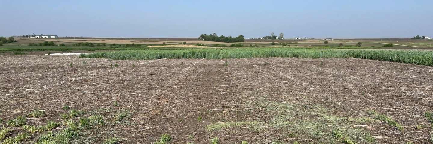 Cover crops reduce carbon loss