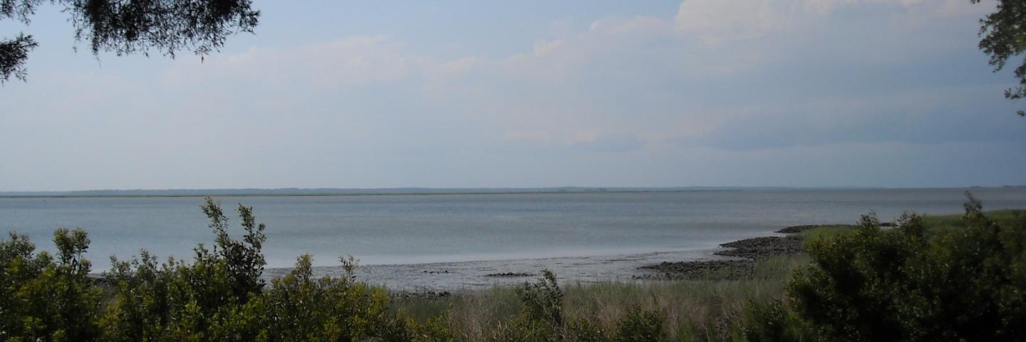 Coastal shoreline with trees surrounding