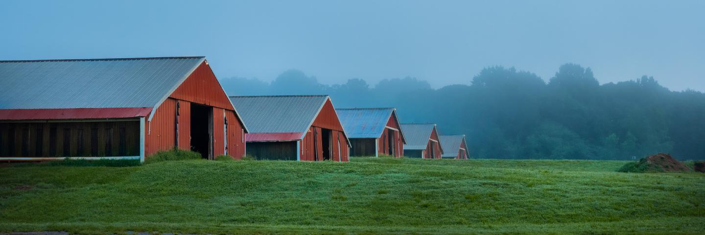 red chicken houses with a foggy sky