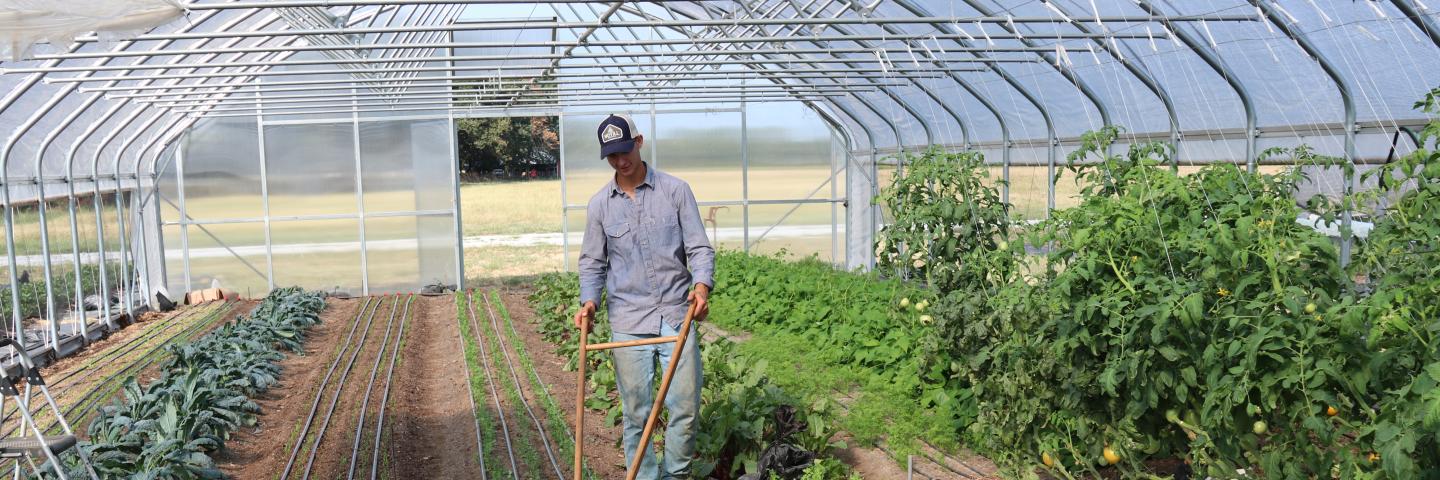 A farmer works in his high tunnel
