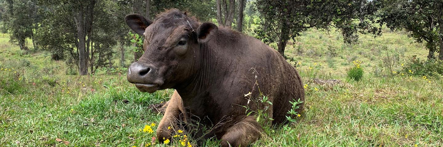 A close-up photo of a lone cow laying on grass.