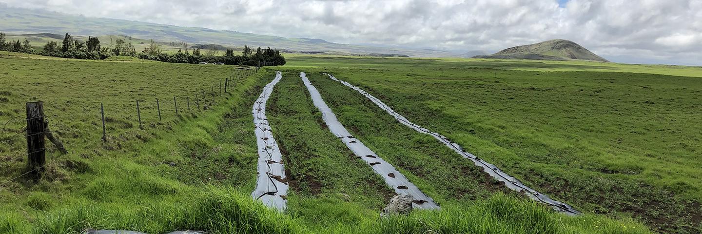 Landscape picture of Waimea.