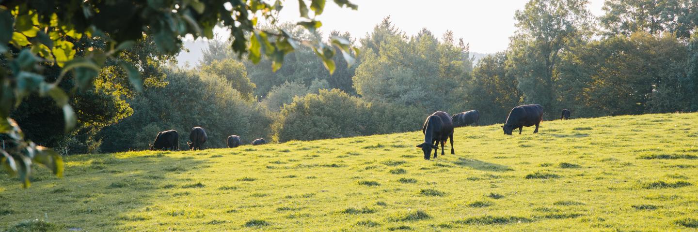 Beef cattle grazing on land.