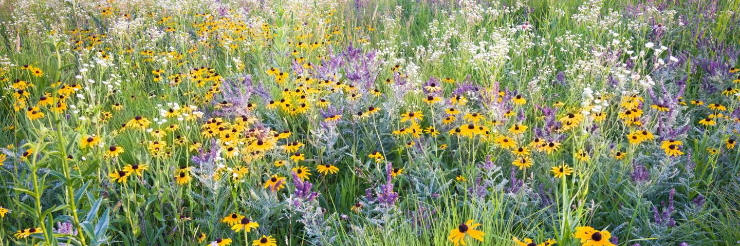 Field of black eyed susans and other native flowers.