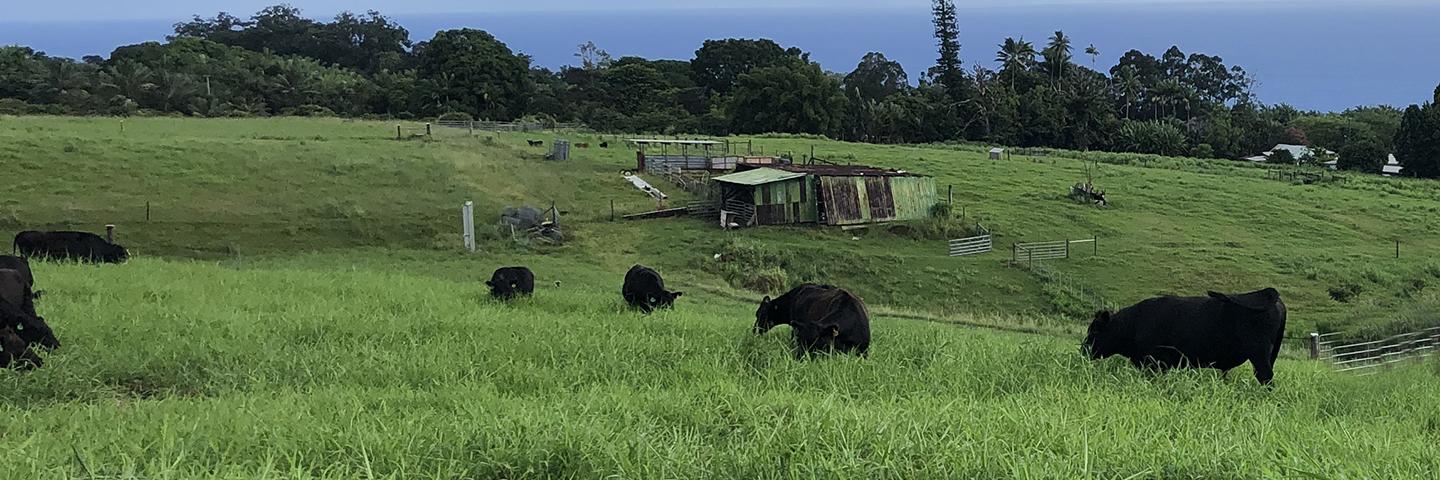 Cattle