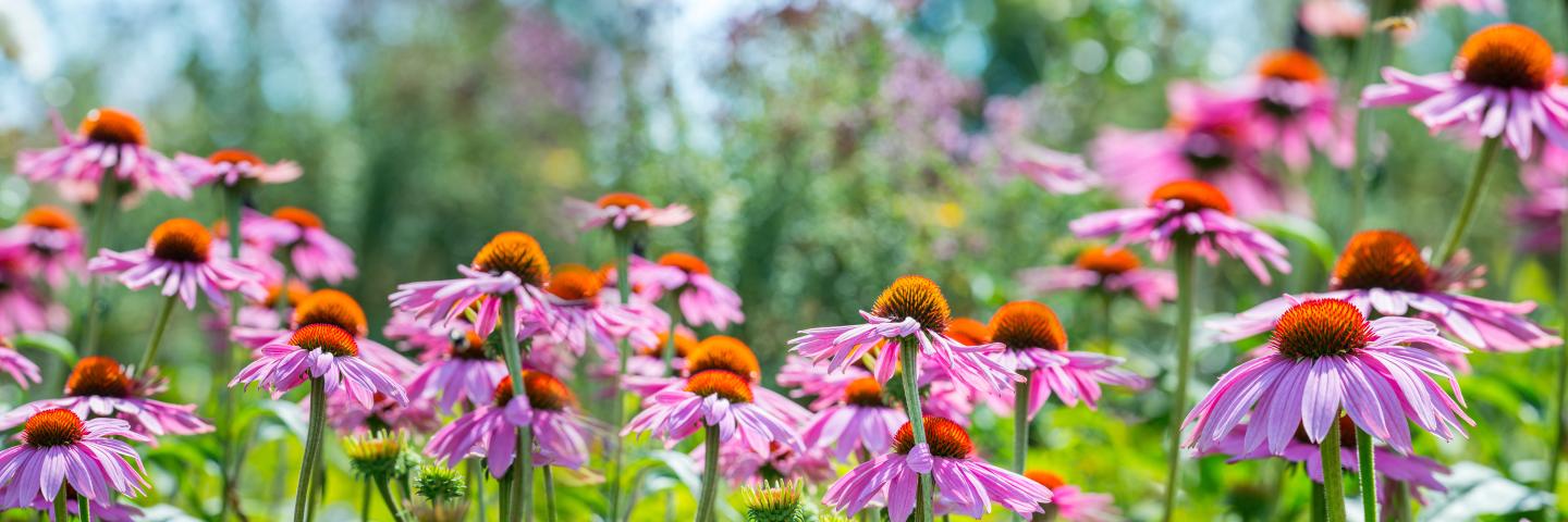 Close up photo of coneflower field.