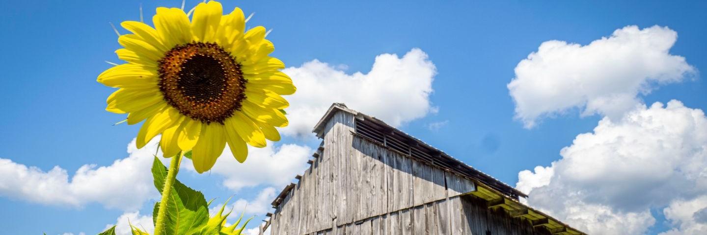 Sunflower in foreground, roof of barn in the background