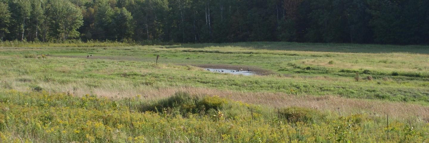 A landowner in Chippewa County, Wisconsin worked with the U.S. Department of Agriculture (USDA) and the Chippewa County Land Conservation and Forest Management (LCFM) to restore a wetland area and create a riparian buffer.