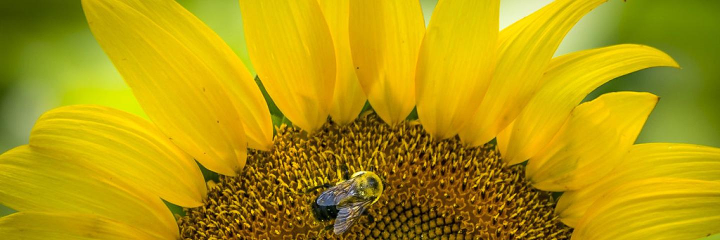 A bee takes notice that sunflowers are beginning to bloom in the Western Montgomery County, McKee-Beshers Wildlife Management Areas, near Poolesville, Md. USDA photo by Preston Keres