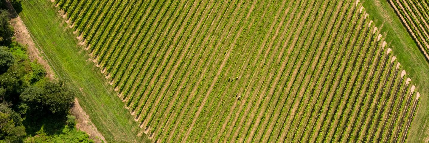 Aerial view of Waltz Vineyard, where Winemaker Jan Waltz is working with state and federal agencies to remove and keep the invasive spotted lanternflies (SLF) off his fields of grape vines, grain corn and groves free of these pests, on August 29, 2018, in Manheim, PA. The spotted lanternfly is a destructive insect that feeds on a wide range of fruit, ornamental, and hardwood trees, including grapes, apples, walnut, and oak; a serious threat to the United States' agriculture and natural resources. The pest