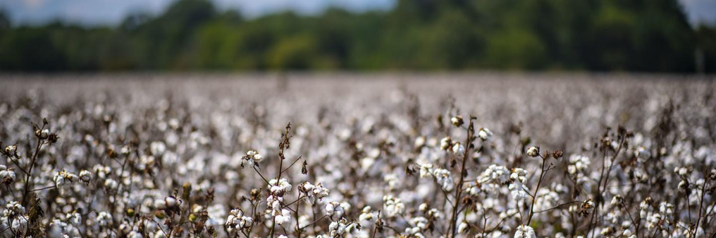 A cotton field near Snow Hill, Alabama.
USDA Photo by Preston Keres
